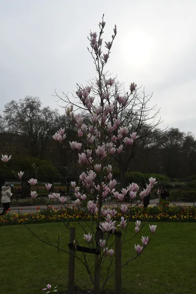 DSC_6925 (Large).JPG